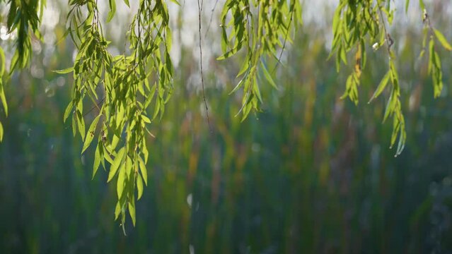 Autumn landscape branches willow in park. Green leaves swaying gently on wind.