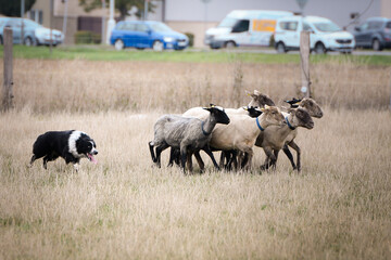 Black and white border collie learns to herd a flock of sheep in a pen. Sports standard for dogs on...