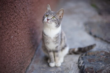very beautiful tortoiseshell cat sits near the house with a curious look