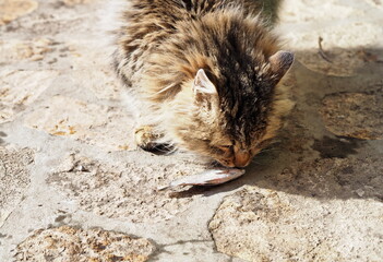 Street country fluffy cat eats a fish. Close up.