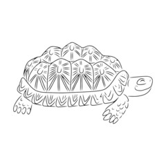 Turtle vector icon.Outline vector icon isolated on white background turtle.