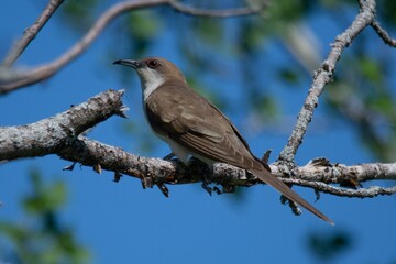 Obraz premium blackbird on a branch