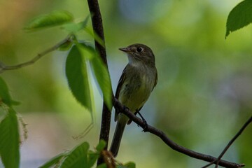 robin on a branch