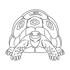 Turtle vector icon.Outline vector icon isolated on white background turtle.