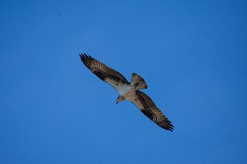 osprey in flight