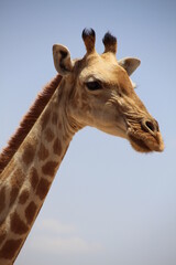 Obraz premium Portrait giraffe 