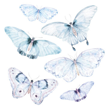 Watercolor butterfly cliparts set. Hand drawn illustration