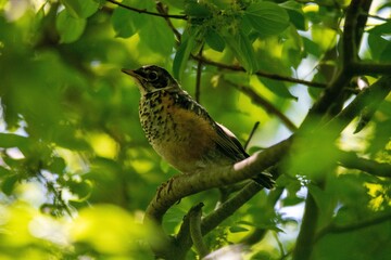 robin on a branch
