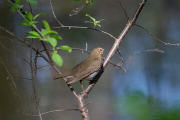 robin on a branch