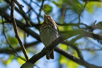 bird on a branch