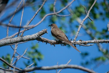 robin perched on a branch