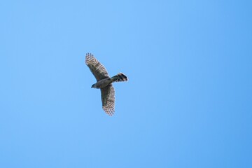 hawk in flight
