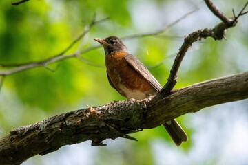 robin on a branch