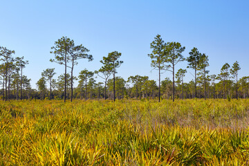Pine savanna habitat at Bull Creek (Herky Huffman) Wildlife Management Area, located between Orlando and Melbourne, Florida