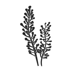 Seaweed vector icon.Black vector icon isolated on white background seaweed.