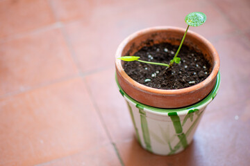 Chinese money plant propagation. Pilea peperomioides. 