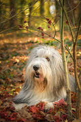 Bearded collie is lying in the forest. It is autumn portret.