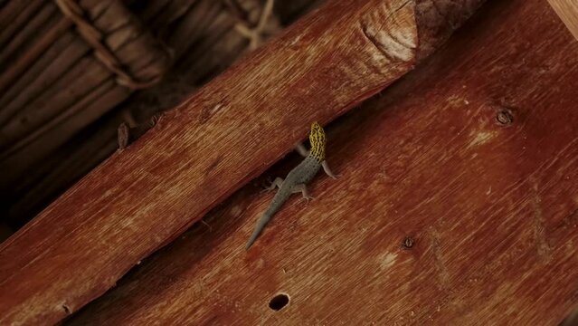 Close up of gecko on a palm tree