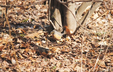 An American Robin Searching for Food Under the Dead Leaves During Winter