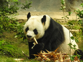 Fototapeta premium Panda bear in the Seac Pai Van Park (Macau China)