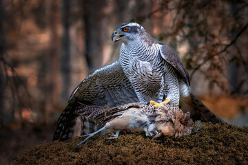 The northern goshawk - Accipiter gentilis - is a medium-large raptor in the family Accipitridae