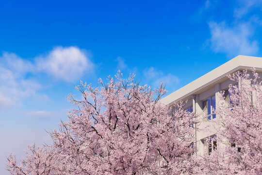 青空に咲く満開の桜と学校の校舎 / 学園ロケーション・卒業と入学・春の新生活のコンセプトイメージ / 3Dレンダリンググラフィックス