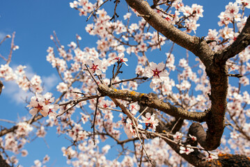 Tree with almond blossoms on a sunny day with blue sky. Spring is coming.