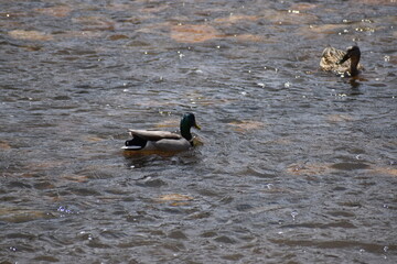 Mallard duck swimming in a river, in Fort Collins Colorado 