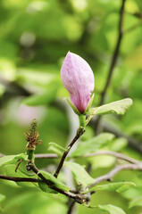 Magnolia flower bud