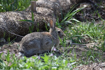 Rabbit in the grass in a park, in Fort Collins Colorado.