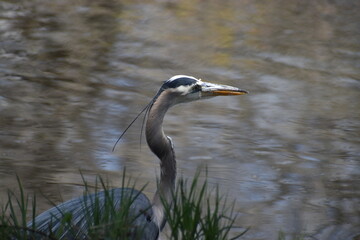 great blue heron standing proudly by a lake in Colorado.