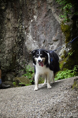 Portrait of border collie is standing in austria nature near to glossglockner.