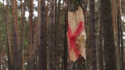 A sickly red mark on a tree that needs to be cut down in the forest. Forestry, preparing the forest for clearing diseased or dry trees.