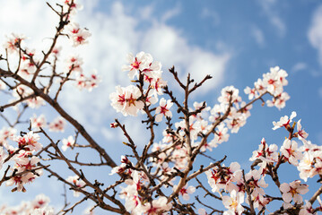Tree with almond blossoms on a sunny day with blue sky. Spring is coming.