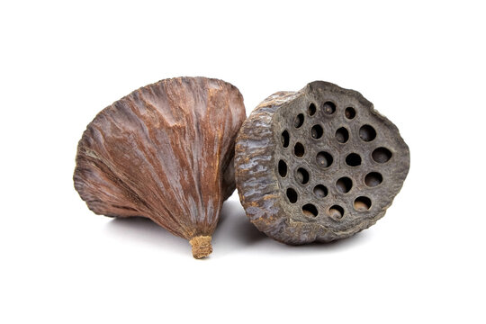 Lotussamen Bilder Durchsuchen 11,800 Archivfotos, und