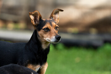 Domestic Pet Animals playing in the backyard and scratching around for toys, showing the comfort and love of a domestic pet and intrigue. 