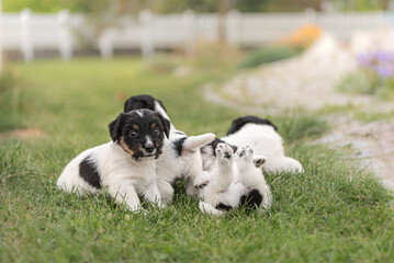 Sibling Puppy 4 weeks old playing together. Group of purebred very small Jack Russell Terrier baby dogs