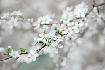 Plum spring flowers