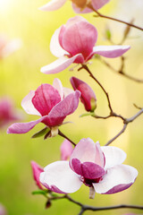 Fototapeta premium Magnolia spring flowers