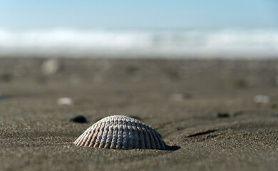 Cockle  clam shell on a sand beach in Westport