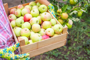 Woman farmer in gloves with freshly picked ripe apples in a wooden box. The concept of agriculture and gardening