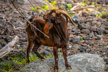 Wild Goat in Hawaii