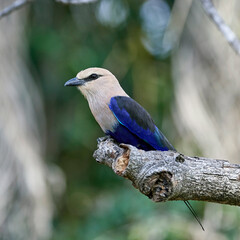 Blue-bellied roller (Coracias cyanogaster)
