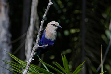 Blue-bellied roller (Coracias cyanogaster)