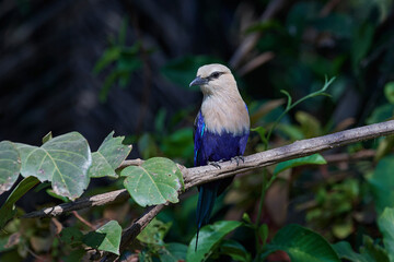 Blue-bellied roller (Coracias cyanogaster)