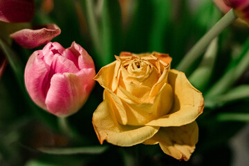 Tulpe und Rose