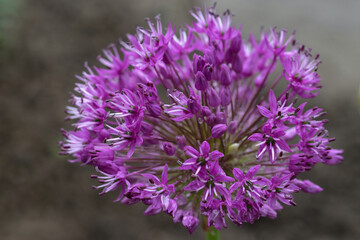 Growing bulbs .Large ball flower Allium giganteum. Allium Giganteum blooming. Allium Flowers in spring garden. Giant violet flowers blooming. Macro of blooming onion flower head in the garden