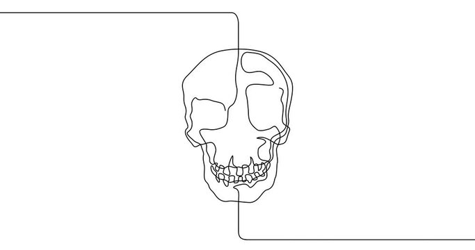 Animation of an image drawn with a continuous line. Human skull.
