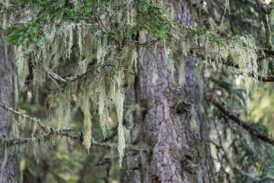 Bartflechte an Baum - Nahaufnahme