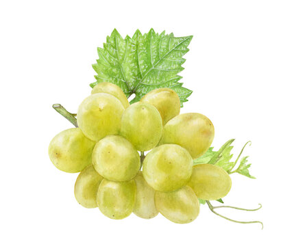White grape branch watercolor illustration isolated on white background